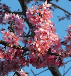 Products: Prunus Mimosa – Magnolia Grove
