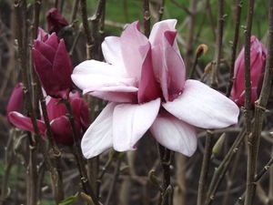 Magnolia Stellar Gem – Magnolia Grove