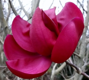 Magnolia Strawberry Fields – Magnolia Grove