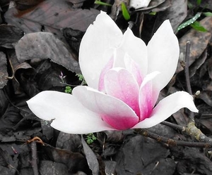 Magnolia Thousand Butterflies – Magnolia Grove