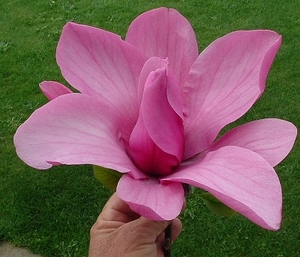 Magnolia Ula – Magnolia Grove