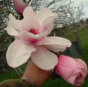 Magnolia Vairano – Magnolia Grove