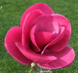 Magnolia Watermelon – Magnolia Grove