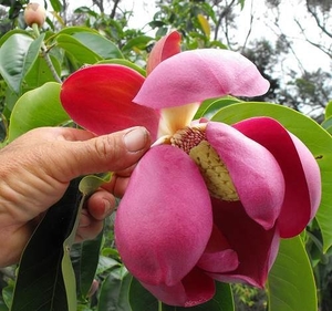 Magnolia garrettii – Magnolia Grove
