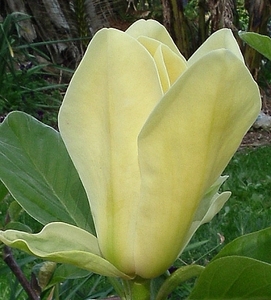 Magnolia Golden Endeavour – Magnolia Grove