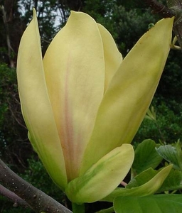 Magnolia Hot Flash – Magnolia Grove