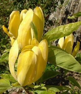 Magnolia Koban Dori – Magnolia Grove