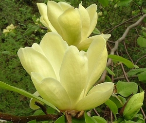Magnolia Lois – Magnolia Grove