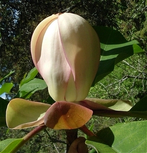 Magnolia obovata – Magnolia Grove