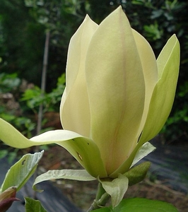 Magnolia Solar Flair – Magnolia Grove