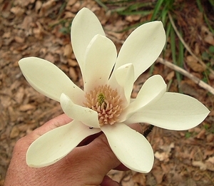 Magnolia sprengeri elongata – Magnolia Grove