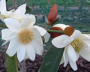 Magnolia Starbright (Michelia) – Magnolia Grove