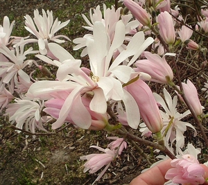 Magnolia stellata Jane Platt bush – Magnolia Grove