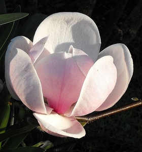 Magnolia Sundew – Magnolia Grove