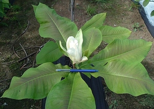 Magnolia tripetala – Magnolia Grove