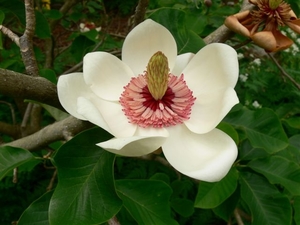 Magnolia wieseneri – Magnolia Grove