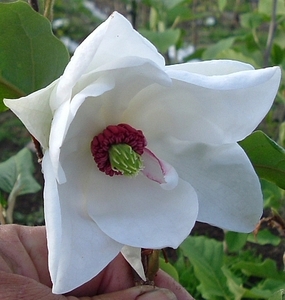 Magnolia wilsonii – Magnolia Grove