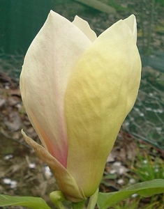 Magnolia Yellow Lantern – Magnolia Grove