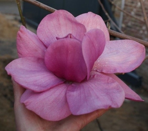 Magnolia Charisma – Magnolia Grove
