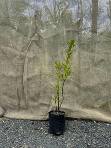 Products: Pigeonwood (Hedycarya arborea) Magnolia Rise