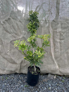 Products: Dwarf Umbrella (Schefflera arboricola) Magnolia Rise