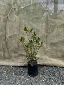 Hebe veronica speciosa Magnolia Rise