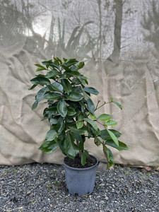 Three Kings Vine (Tecomanthe speciosa) Magnolia Rise