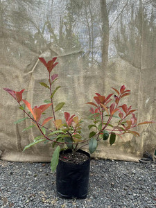 Products: Red Robin (Photinia x fraseri) Magnolia Rise
