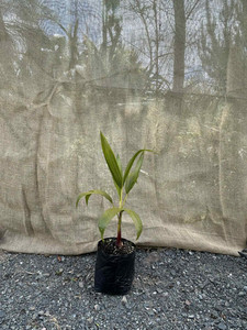 Products: Golden Palm (Dypsis lutescens) Magnolia Rise
