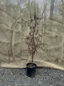 Products: Kahikatea (Dacrycarpus dacrydioides) Magnolia Rise