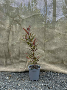 Products: Australian Watergum (Tristaniopsis laurina) Magnolia Rise