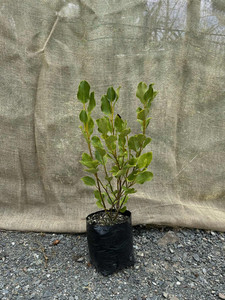Griselinia ‘Broadway Mint’ Magnolia Rise