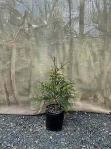 Products: Ovens Cypress (Cupressus x ovensii) Magnolia Rise
