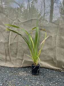 Products: NZ Flax Harakeke (Phormium tenax) Magnolia Rise
