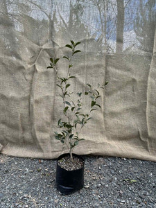 Camellia Setsugekka Magnolia Rise