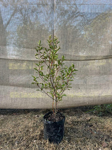Red Matipo (Myrsine australis) Magnolia Rise