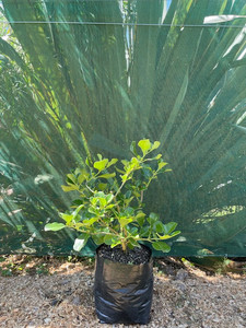 Products: Coprosma Repens Magnolia Rise