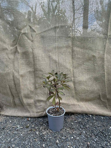 Products: Five Finger (Pseudopanax arboreus) Magnolia Rise