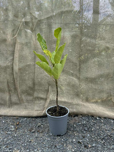 Products: Puka (Meryta sinclairii) Magnolia Rise