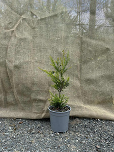 Redwood (Sequoia sempervirens) Magnolia Rise