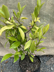 Magnolia Port Wine (Michelia figo) Magnolia Rise