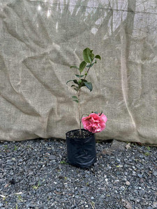 Products: Camellia Japonica Magnolia Rise