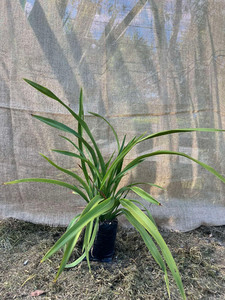 Products: Coastal Flax Green Magnolia Rise