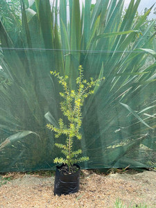 Totara (Podocarpus totara) Magnolia Rise