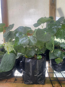 Products: Kawakawa Magnolia Rise