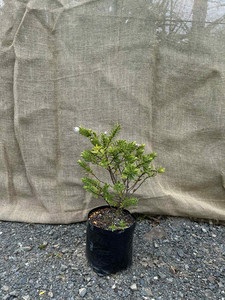 Hebe (White Flower) Magnolia Rise