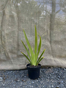 Beardless Irises (Iris spp.) Magnolia Rise