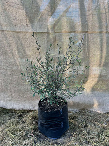 Corokia ‘Frosted Chocolate’ Magnolia Rise