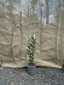 Products: Feijoa (Acca sellowiana) Magnolia Rise