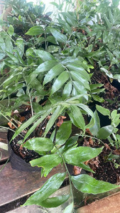 Shining Spleenwort (Asplenium oblongifolium) Magnolia Rise